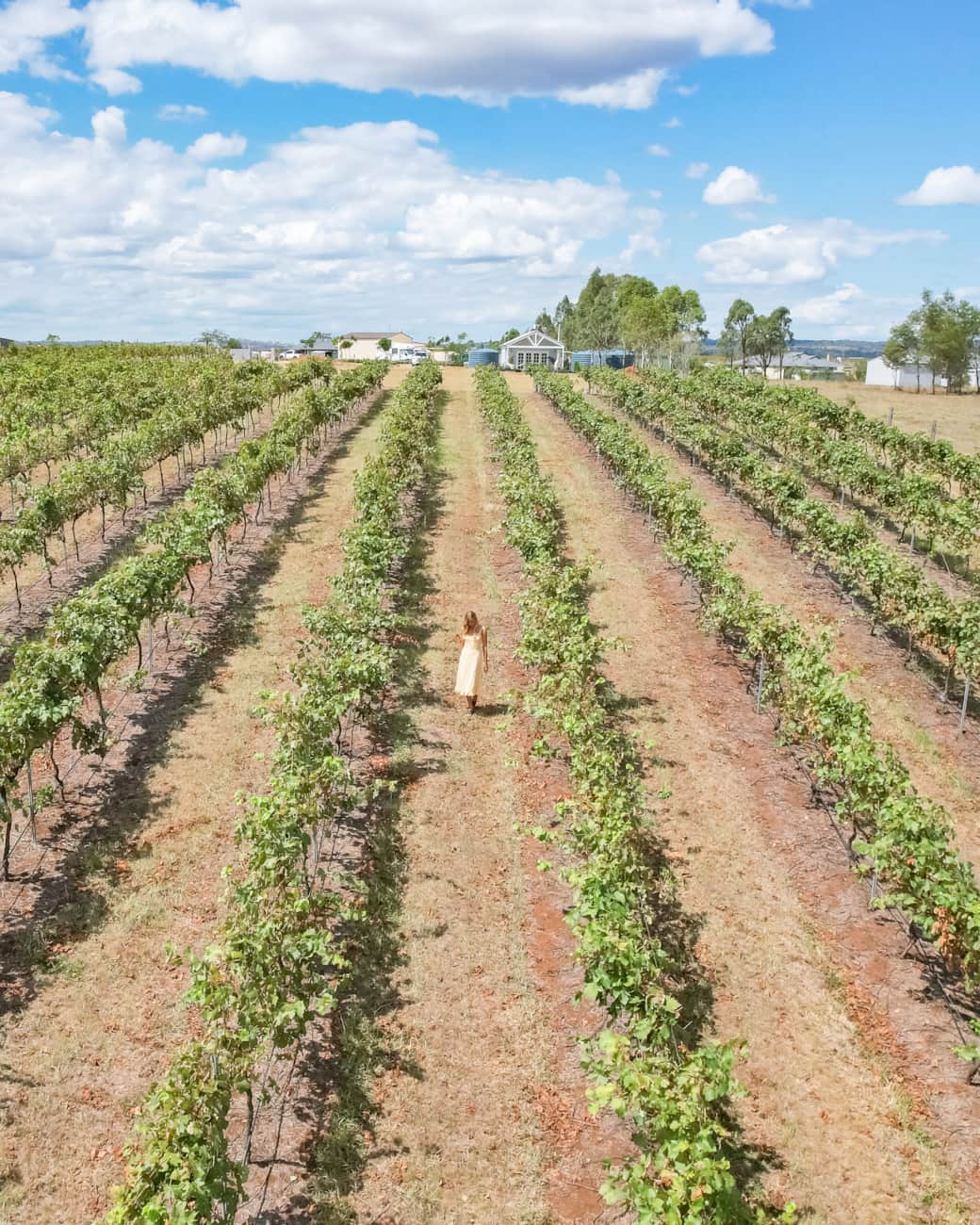 Vinyard