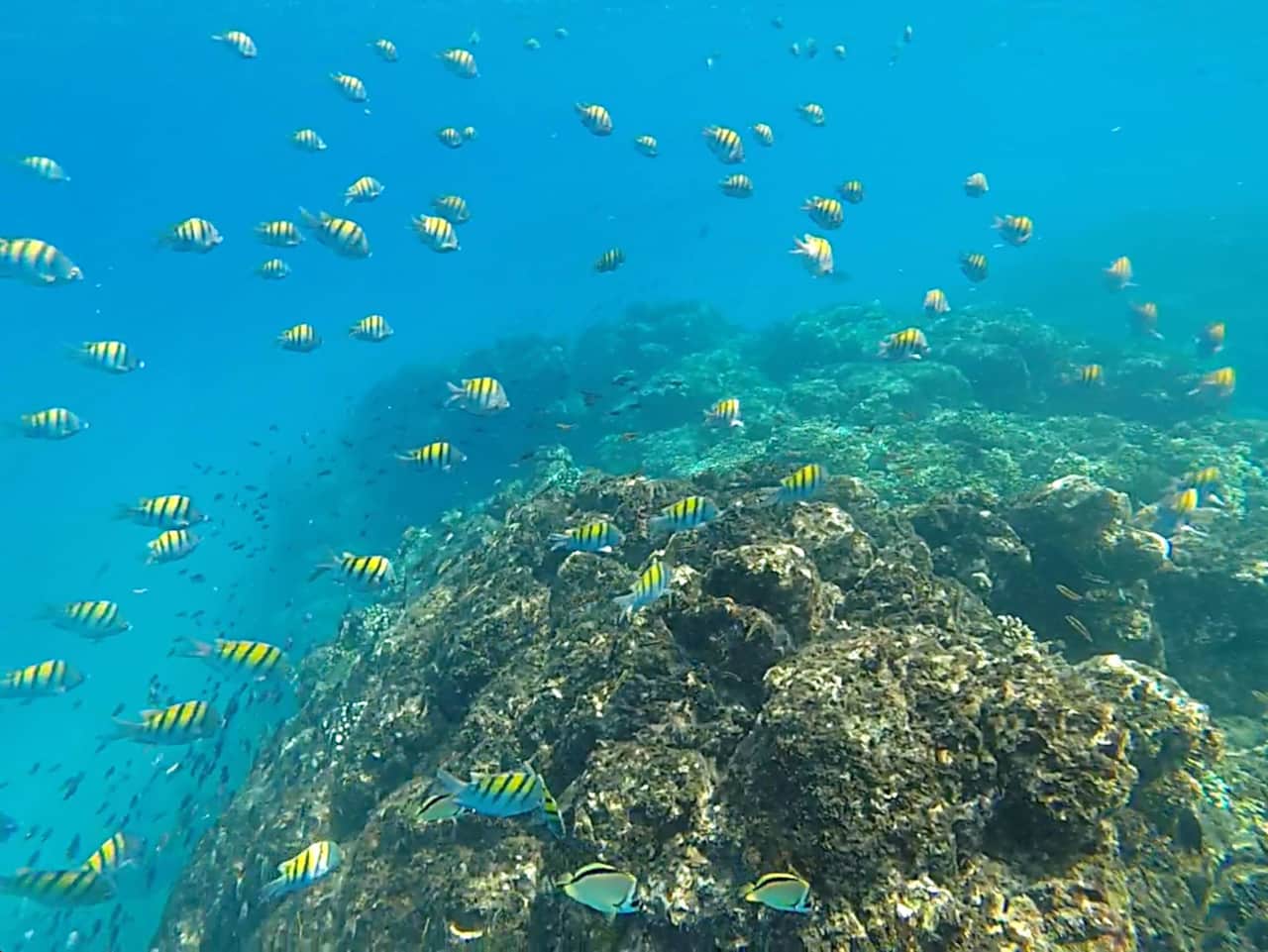 Snorkeling Tour Cano Island
