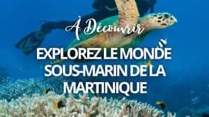 Découvrir les fonds marins de la Martinique