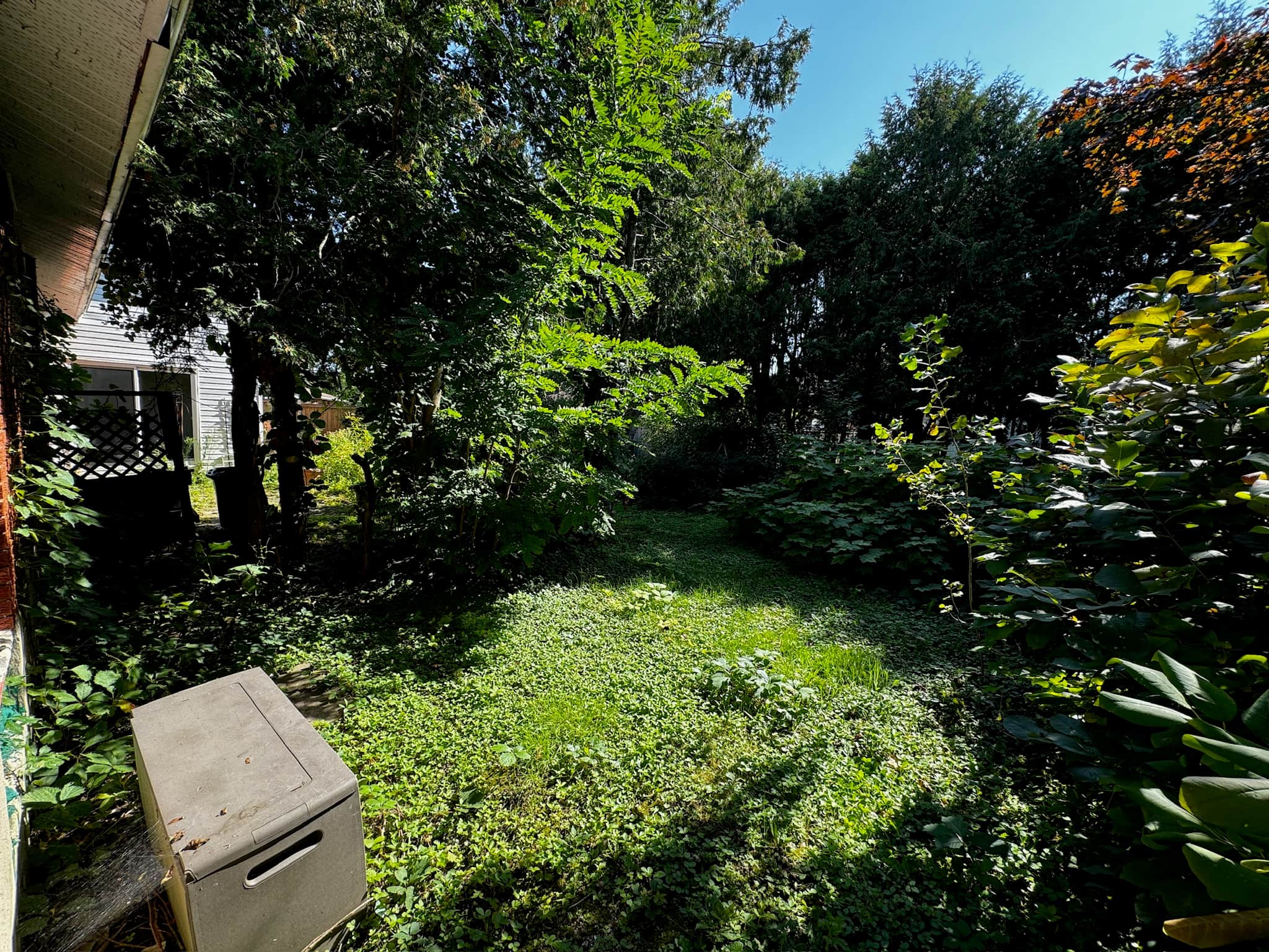 Before - Backyard