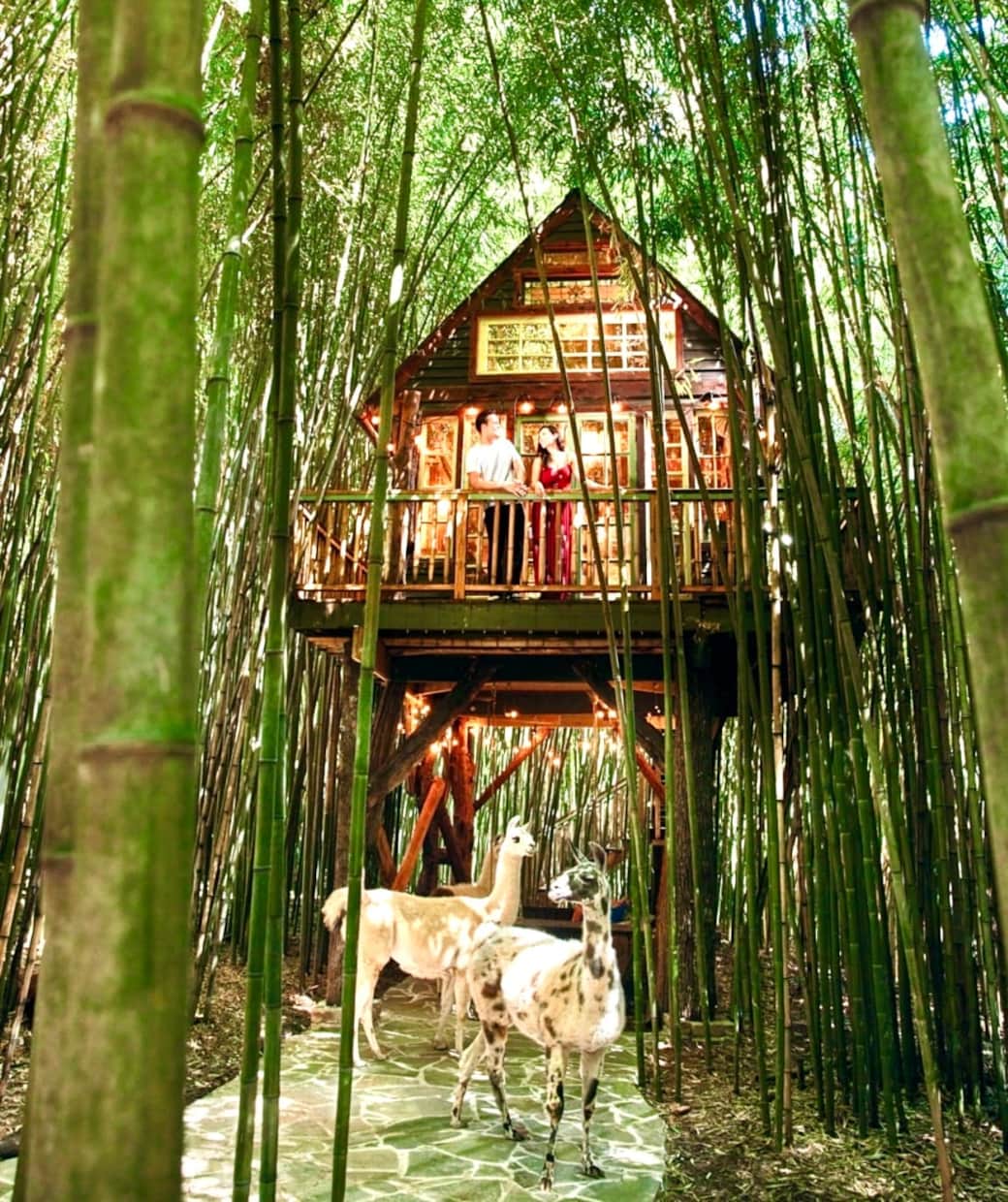 We were featured on the cover of _Atlanta magazine_, which was an unbelievable honor. The llamas & alpacas roam around the treehouse. We were featured on the cover of _Atlanta magazine_, which was an unbelievable honor. The llamas & alpacas roam around the treehouse.