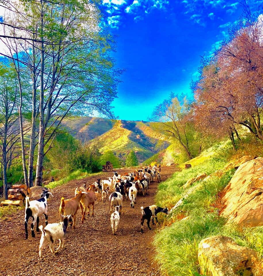 If you wake up at sunrise you can herd the goats (or just watch them all eat) at one of their favorite grazing spots on the Ranch.