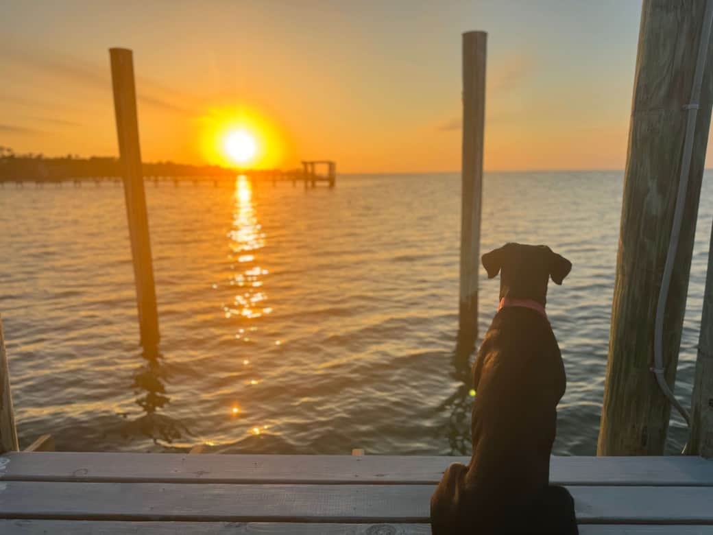 St. George Island- Dock Dog