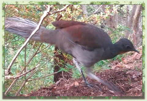 Lyrebird