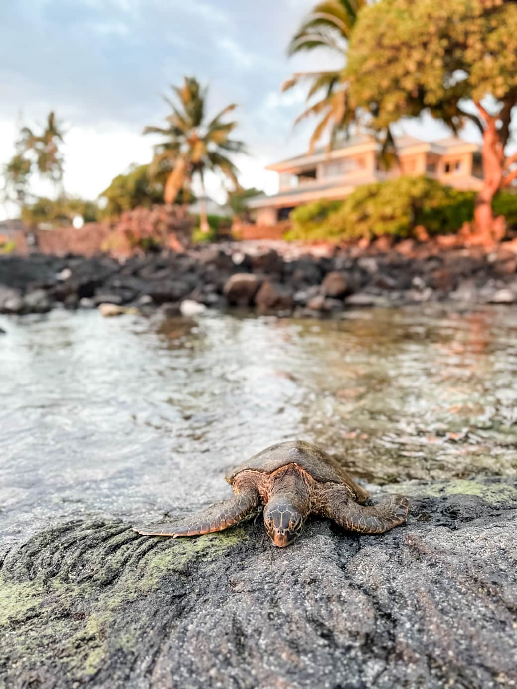 Turtle relaxing on the rocks Turtle relaxing on the rocks