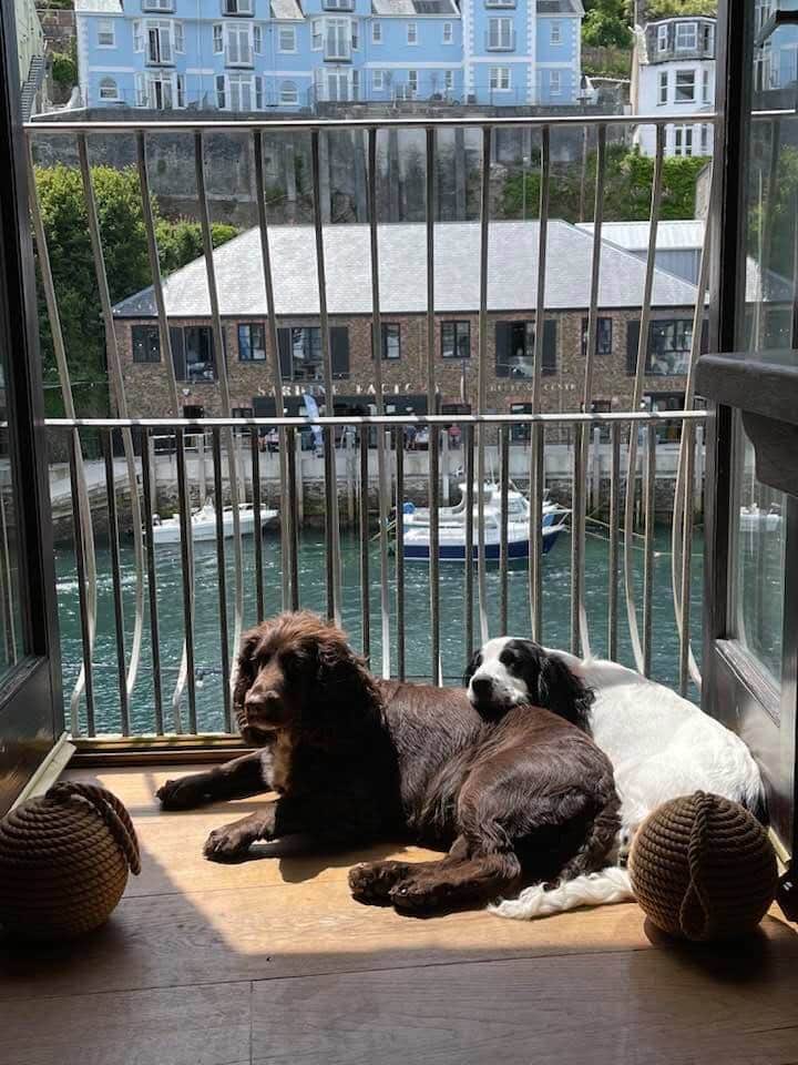 Dogs lazing in the sun at Teglios (NOT included I am afraid!)