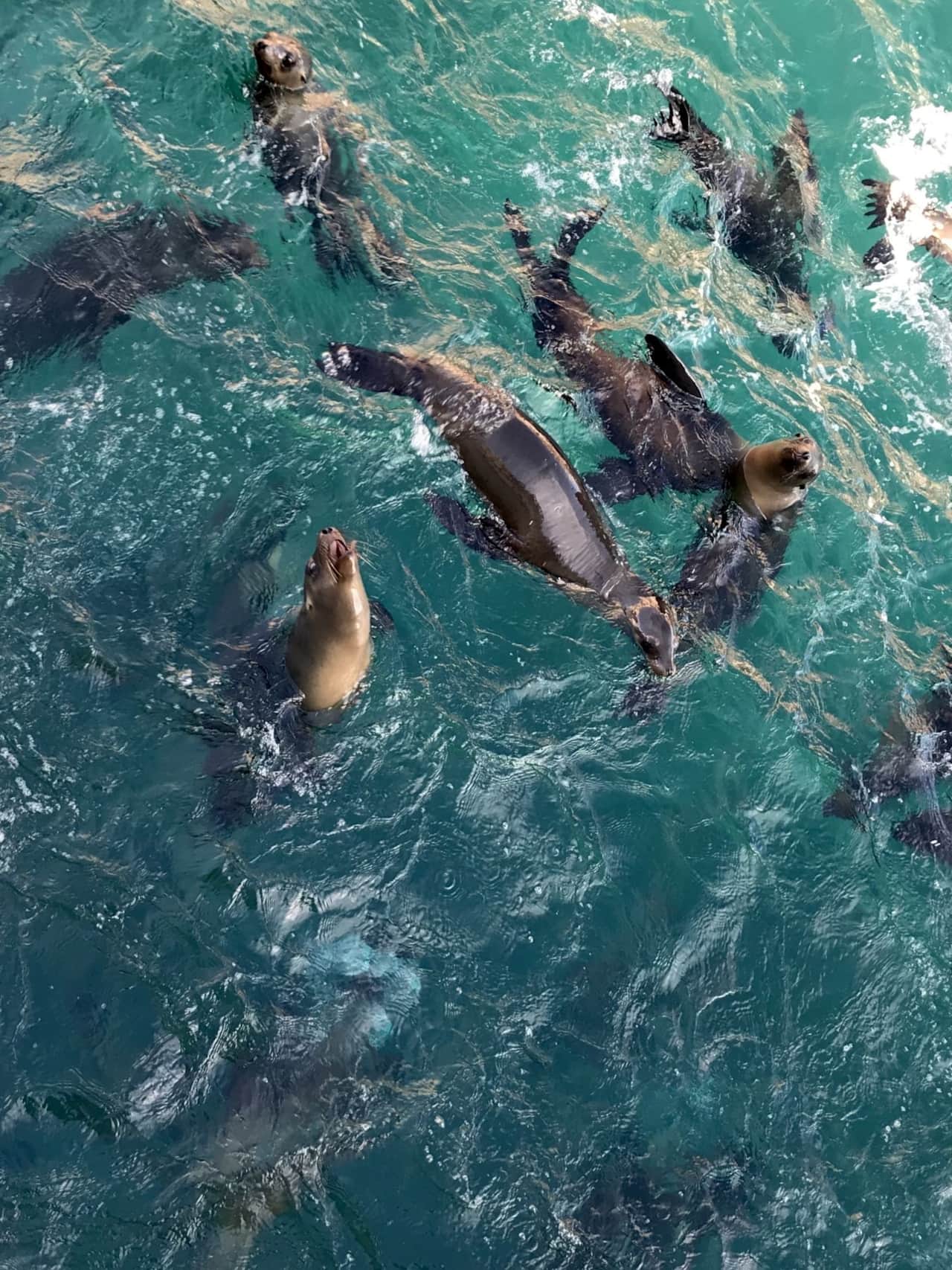 Snorkel with Sealions in La Paz