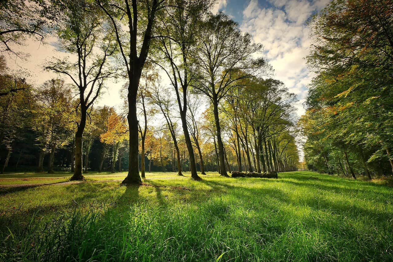 Tree lined path in a park in Worms with green lawns and sunlight filtering through the trees.