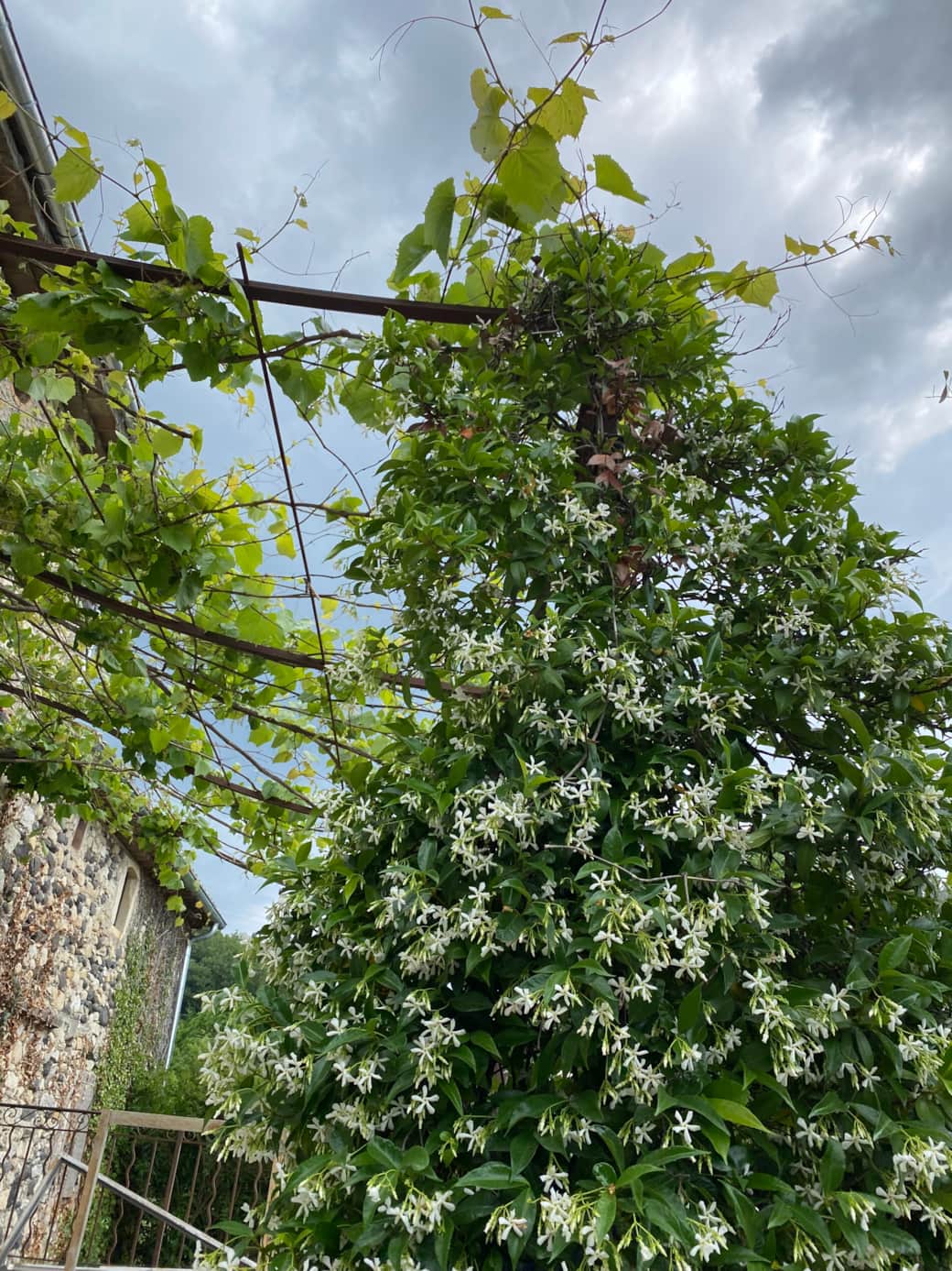 Jasmin et vigne