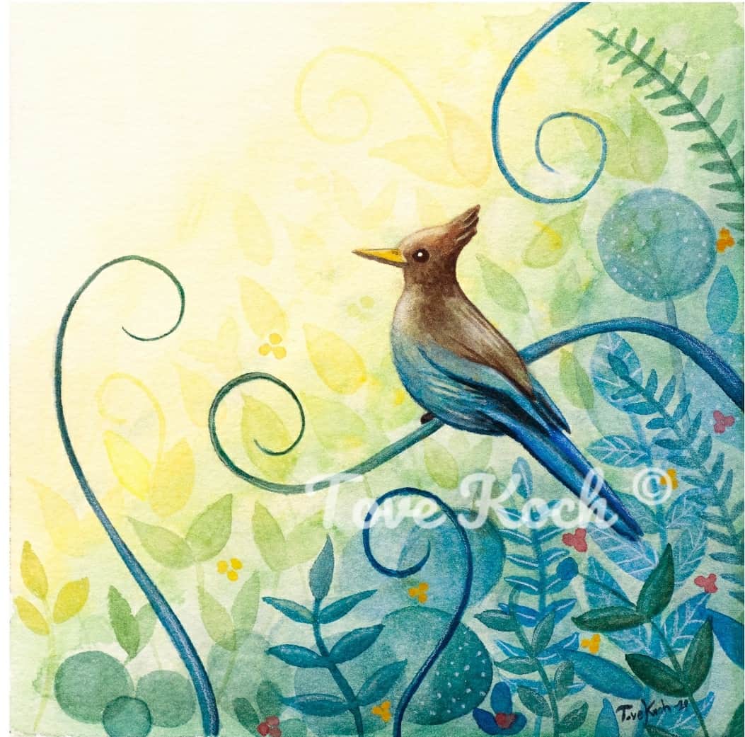 "Stellar Jay"