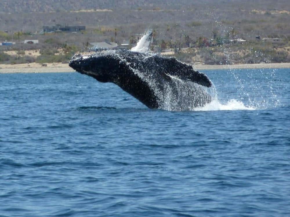Humpback Whale just offshore of Casa Cardonal
