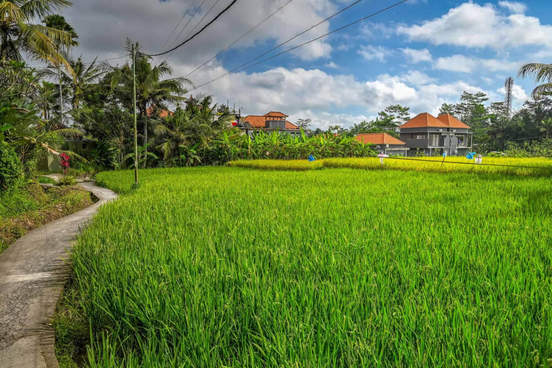 Rice fields and palm trees in Penestanan near Ubud