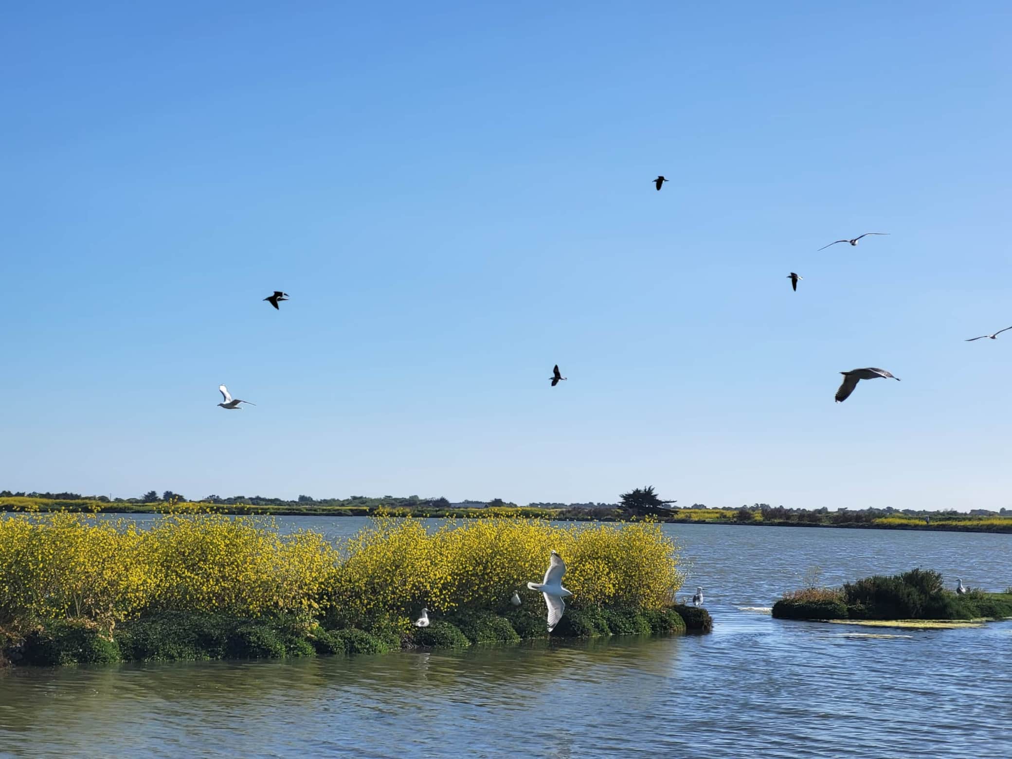 Les Marais Salants