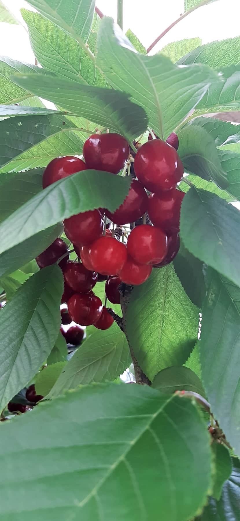 Cherries ready for picking