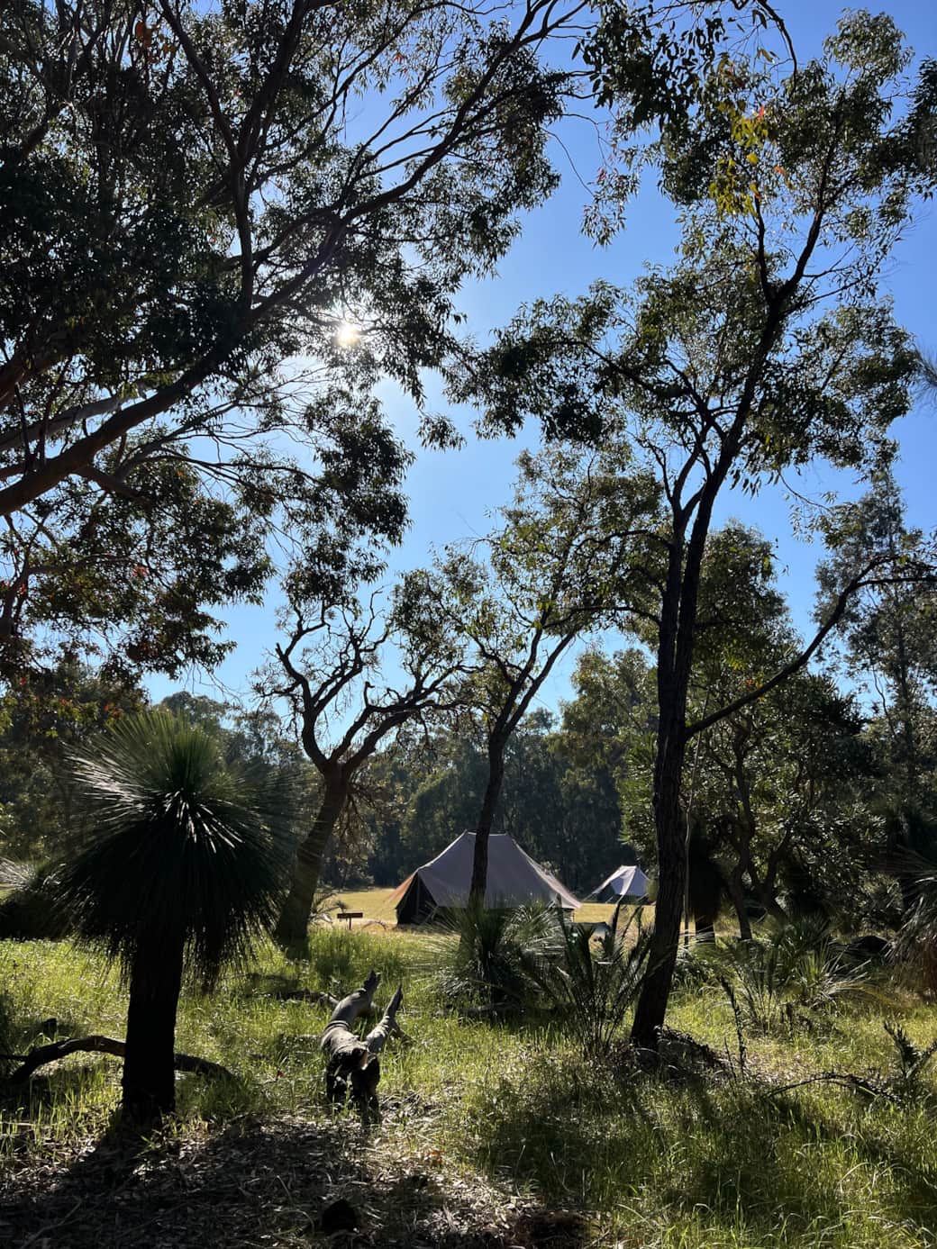 Wilderstay Luxury Tents in the Australian Bush Wilderstay Luxury Tents in the Australian Bush