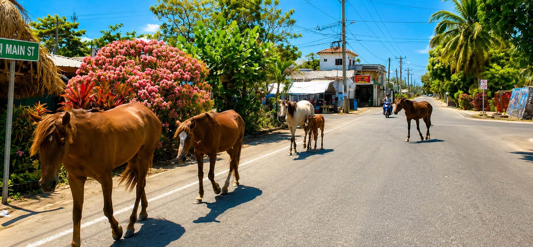 Wild Ponies in Hopkins.jpg Wild Ponies in Hopkins.jpg