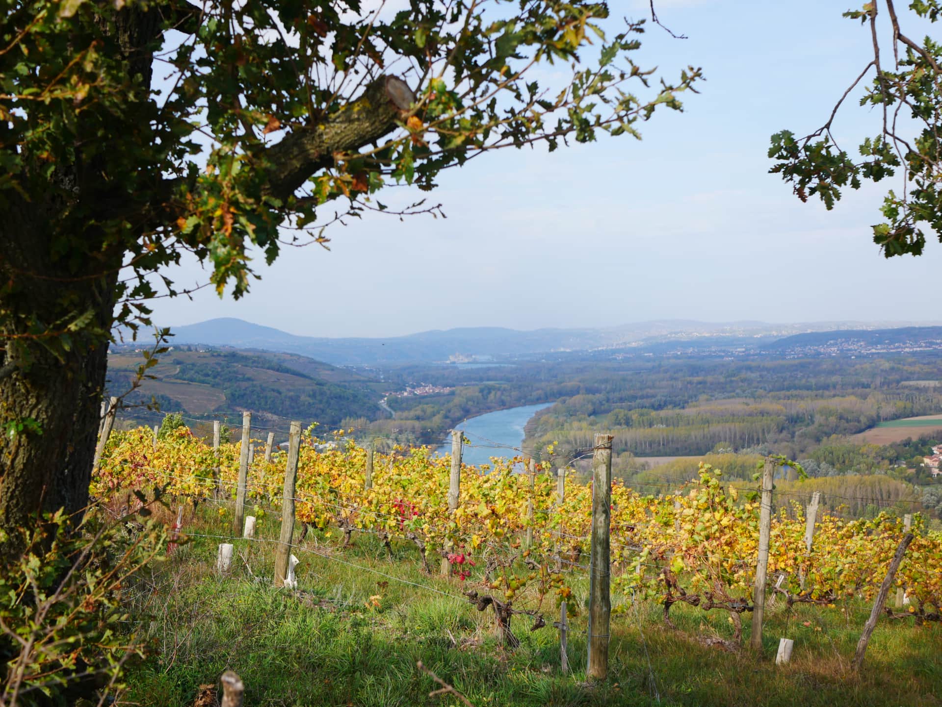 Vue sur le Rhône lors des ballades dans les vignes - Stay & Cook