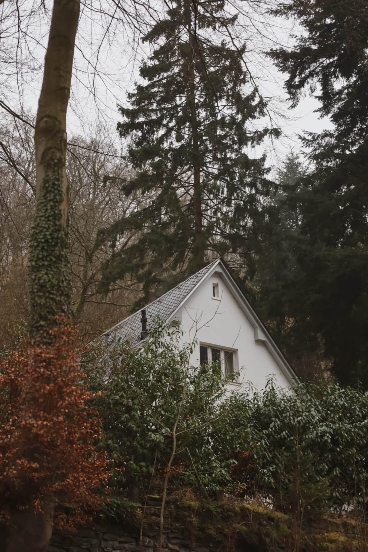 Forest house 1