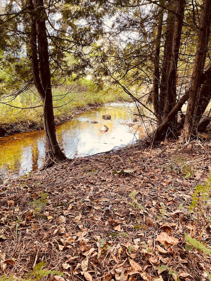 View of the creek from the trail View of the creek from the trail