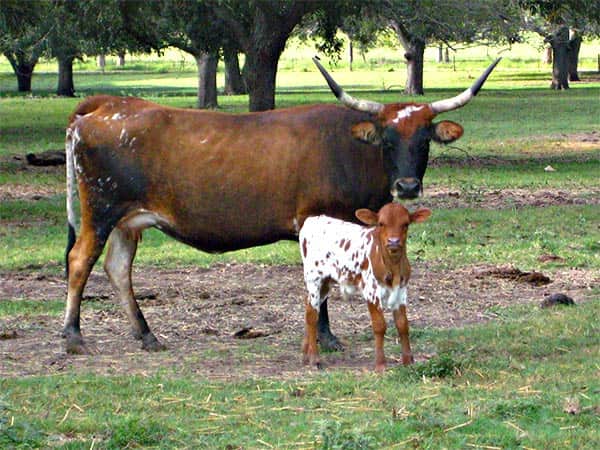 Animals are nearby to see! Animals are nearby to see!