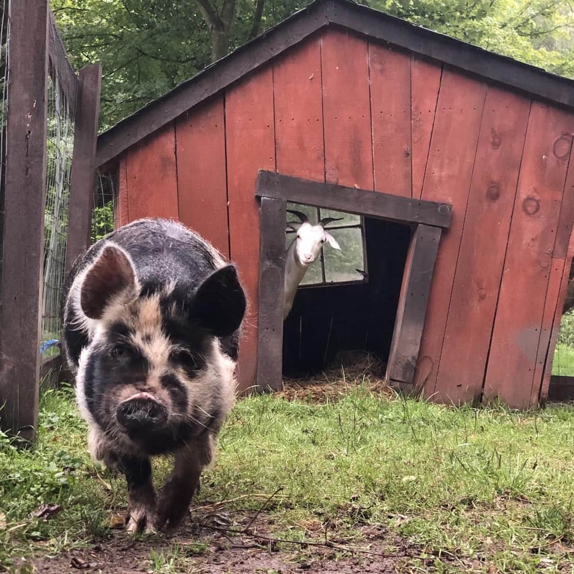 Home [senecarocksbarn.com]