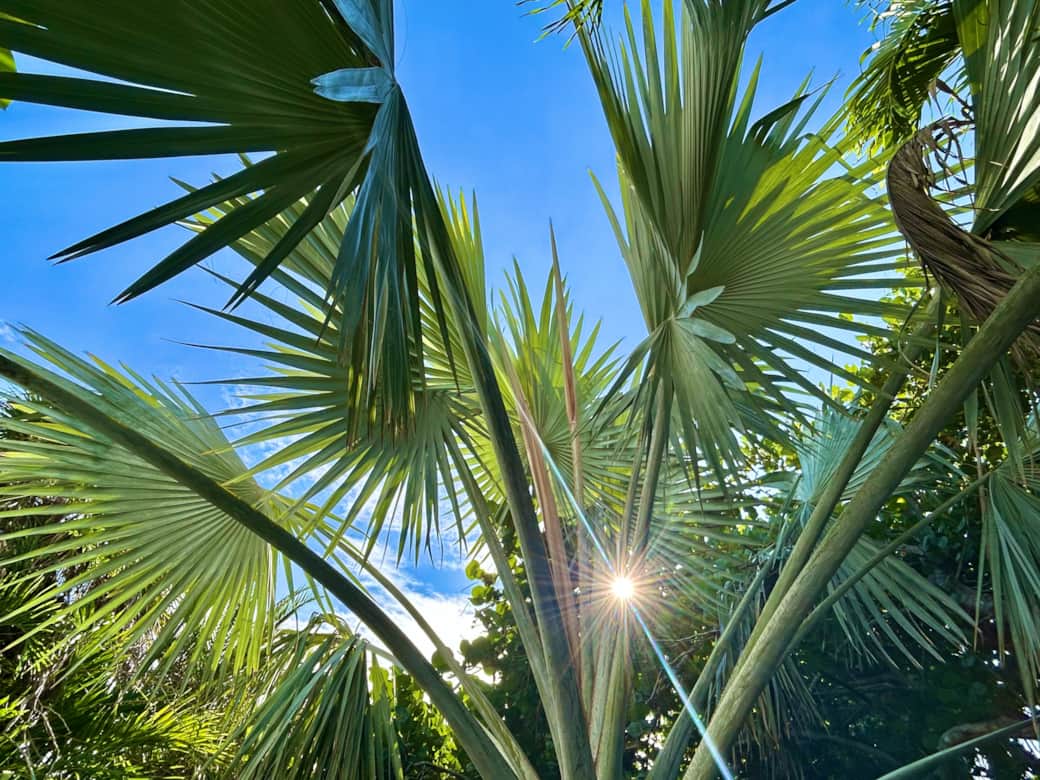 Silver Palm View - Las Olas 2025