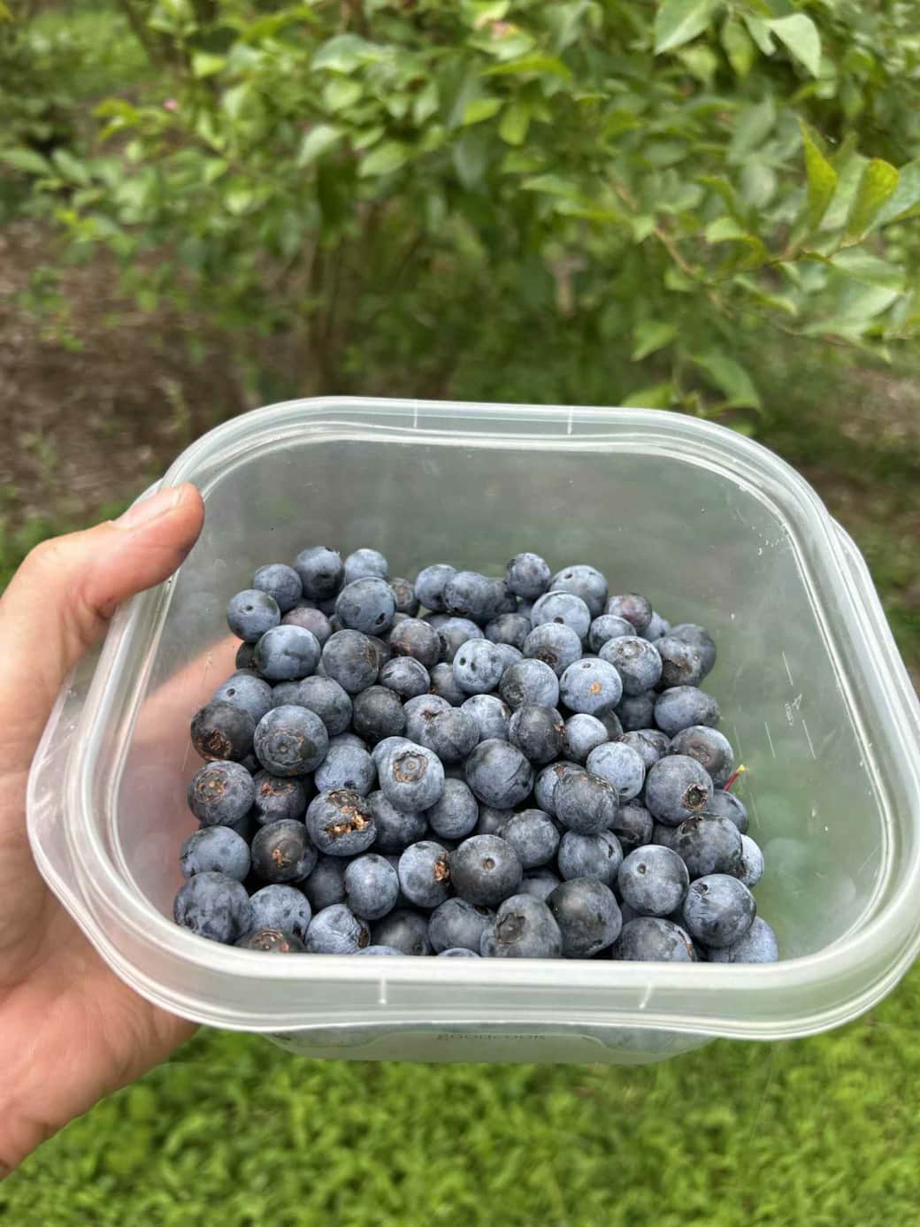 Blueberries Elana