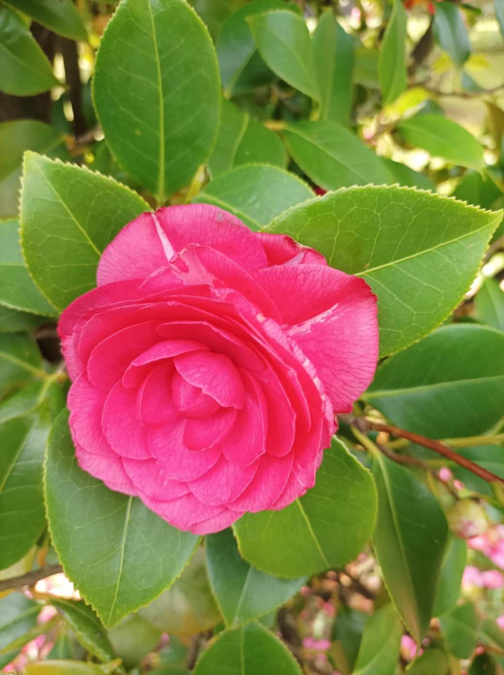 Villa camelia tuscany cammelia flower Villa camelia tuscany cammelia flower