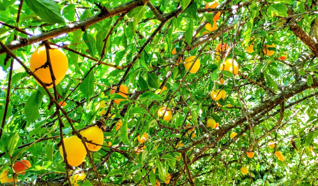 Early golden plums in the garden