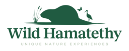 Wild Hamatethy