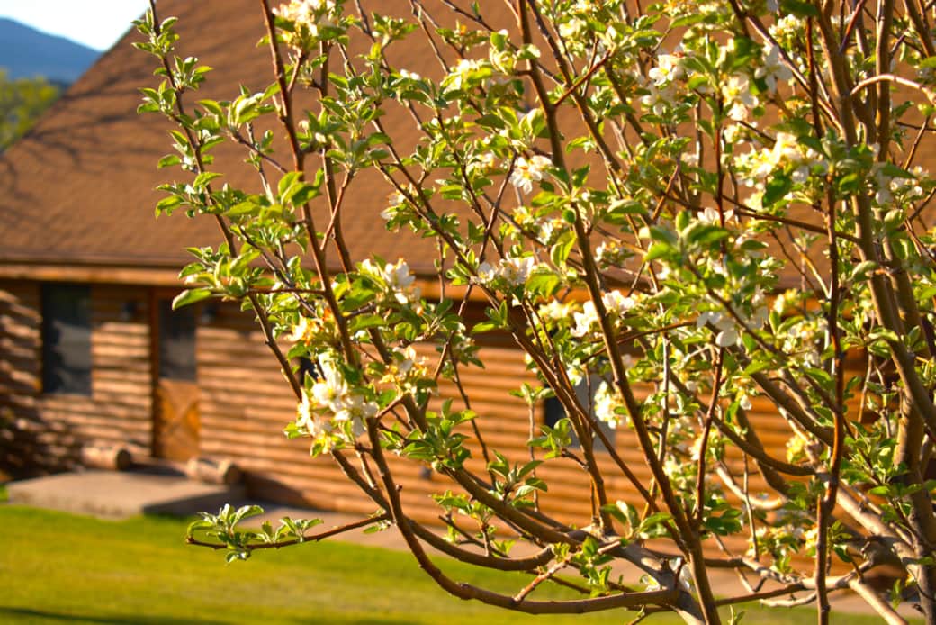 Apple Blossoms