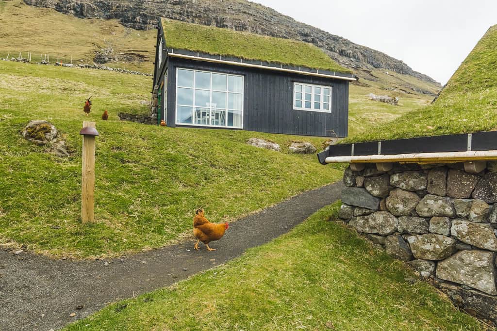 Outside & Chicken