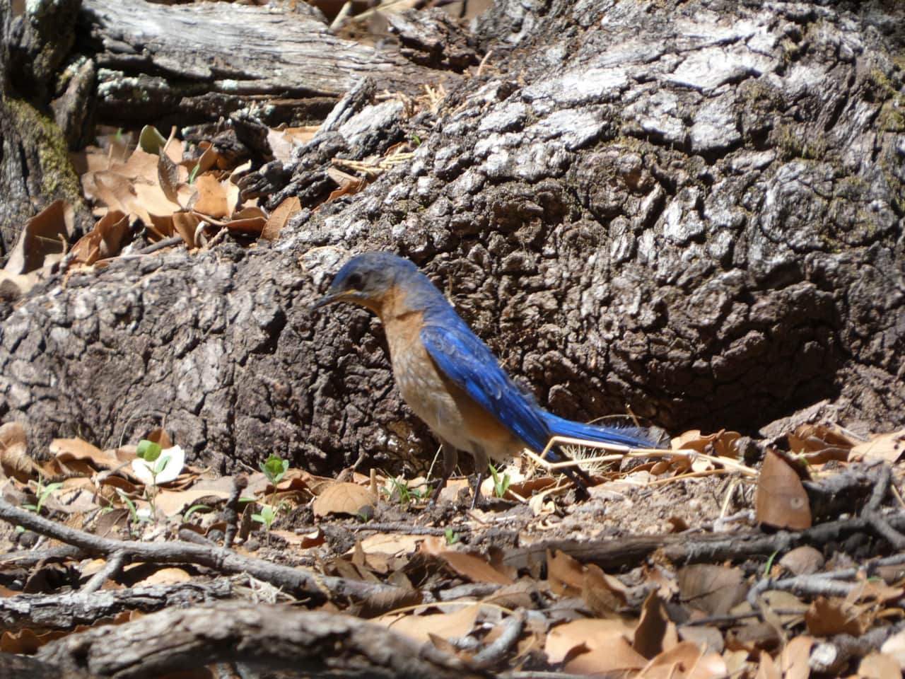 Lazuli Bunting