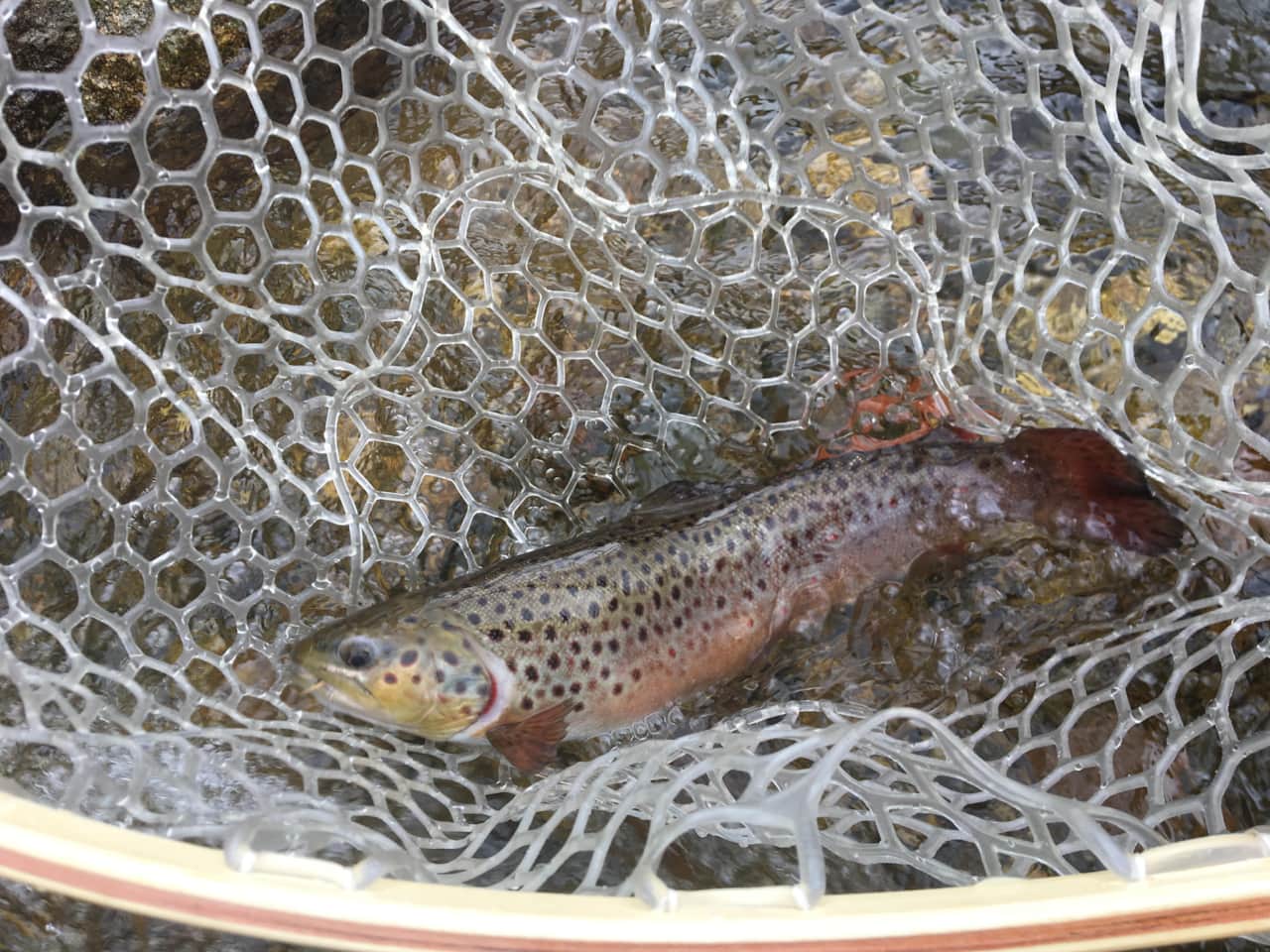 Freestone Guide Service