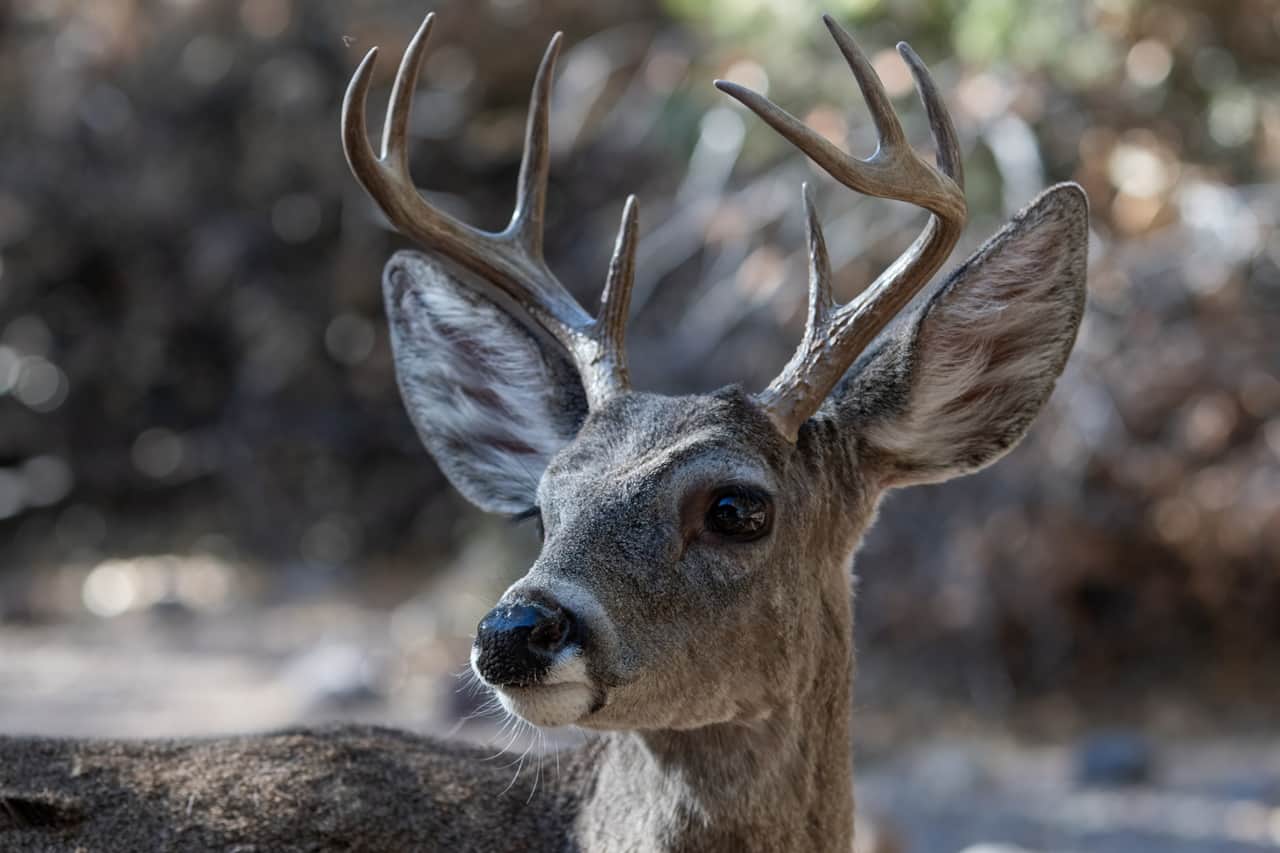 Coues Whitetail Deer Buck