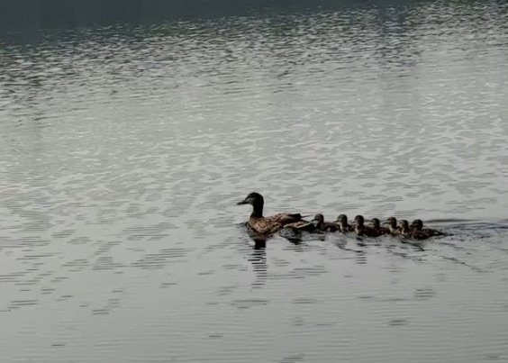 CozyCottages Instagram Reel