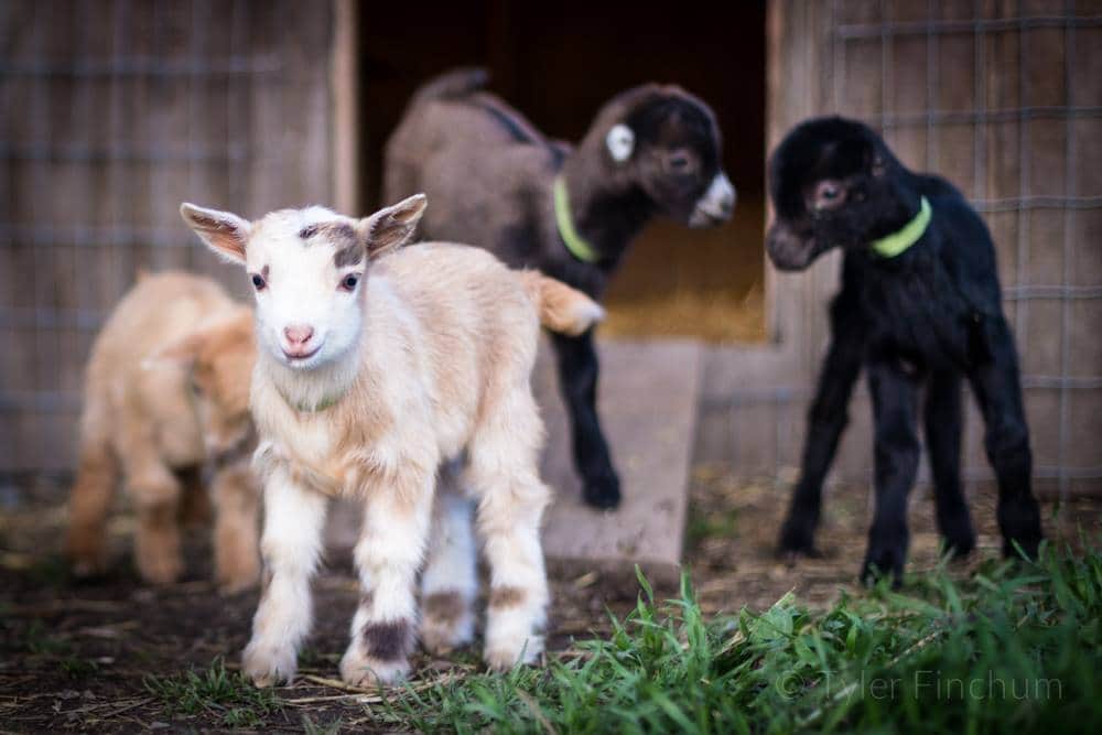 Our goats would love to meet you! Our goats would love to meet you!