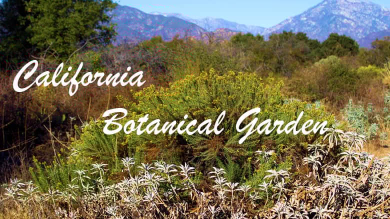 California Botanical Garden