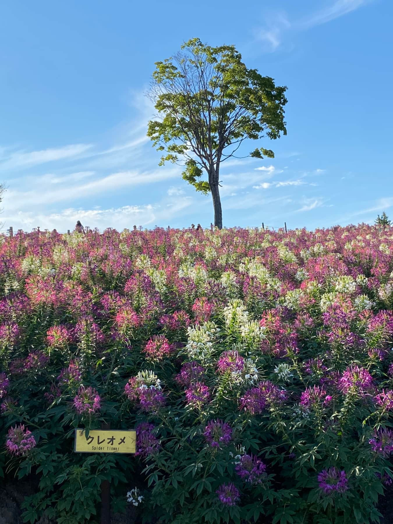 Autumn flower fields in Biei