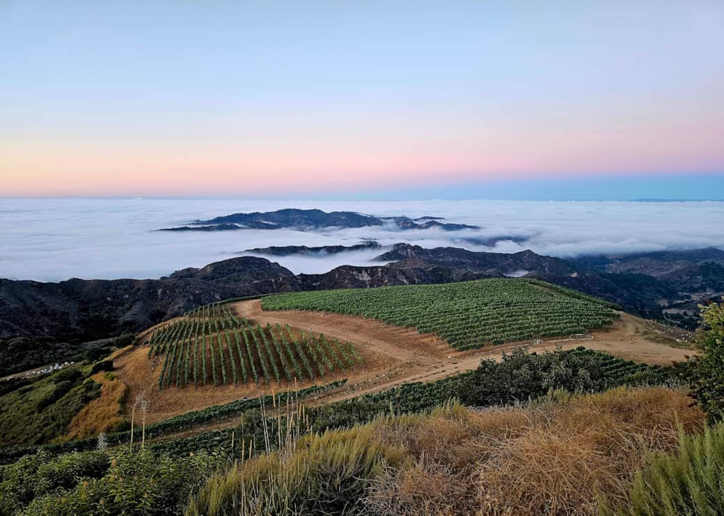 Vineyard- Ojai Mountain