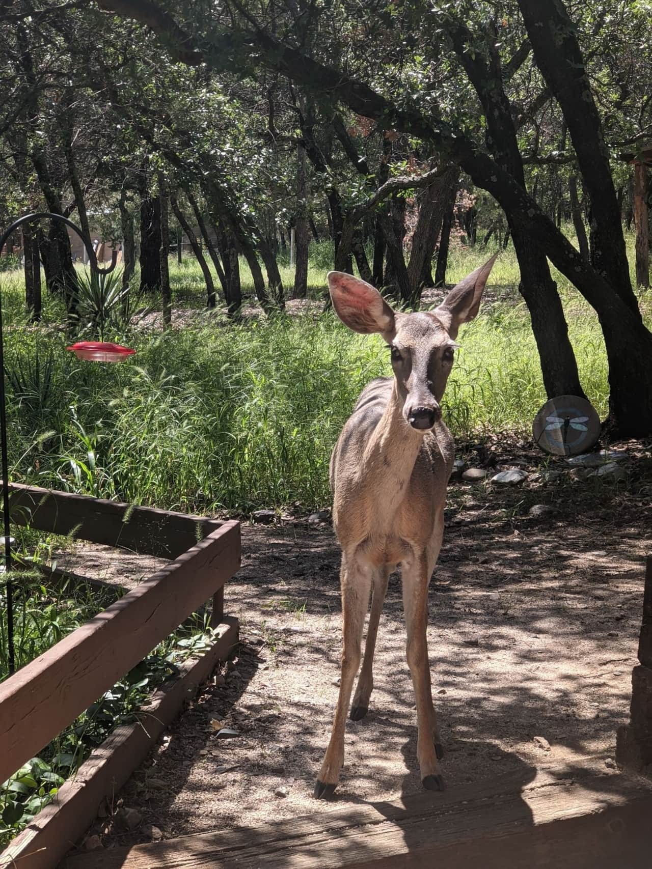 Coues Whitetail Deer at your doorstep saying good morning!