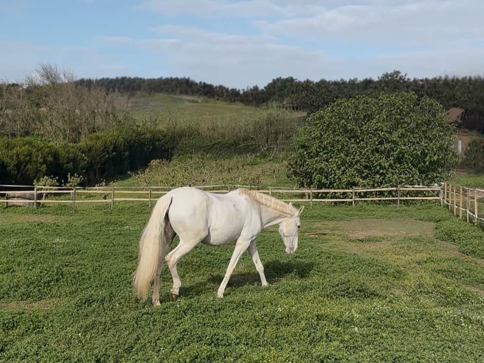 White Horse at Blanco Bungalow Ranch Ericeira Portugal
