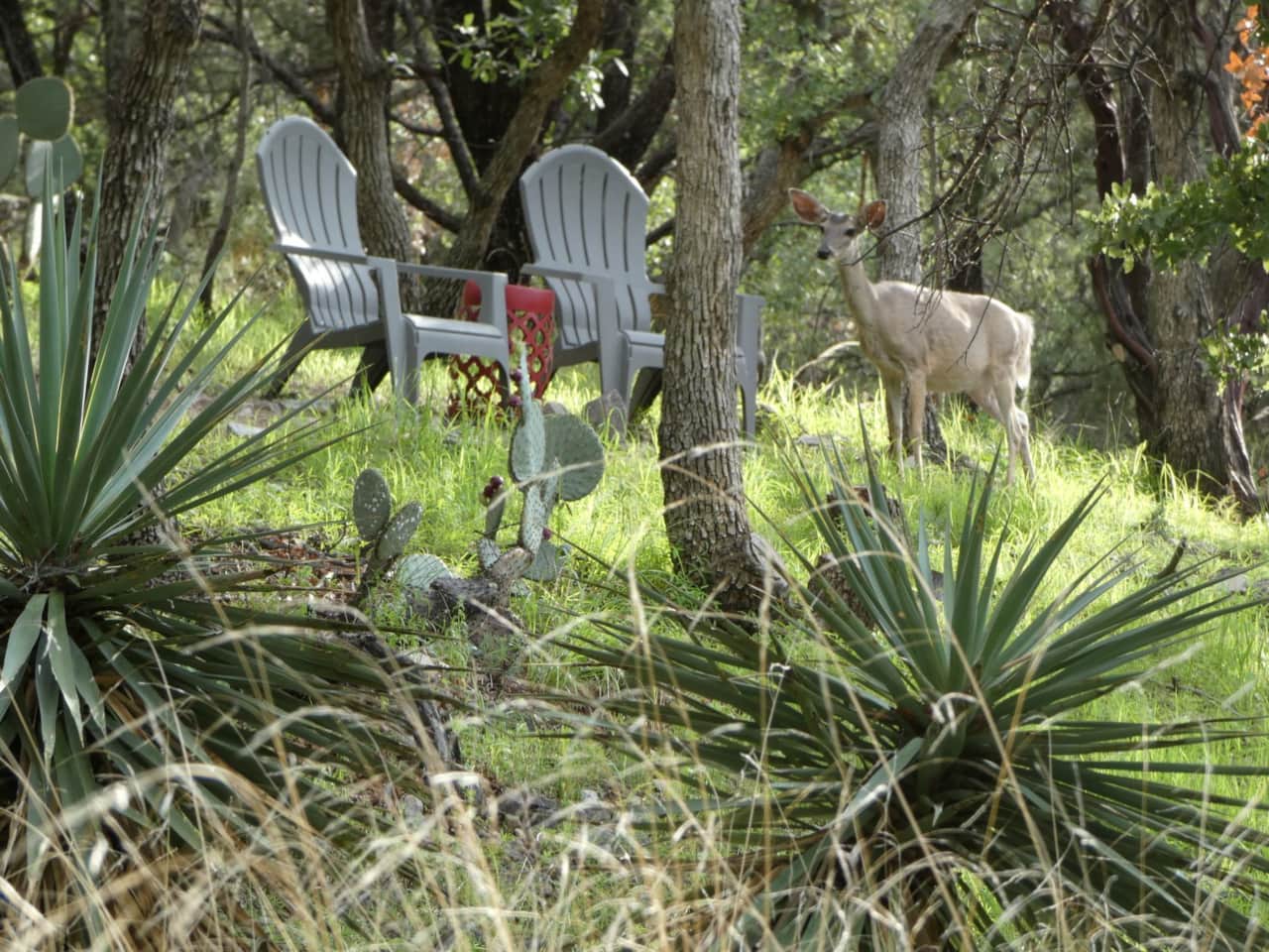 Coues Whitetail Deer at Valley View Seating area.