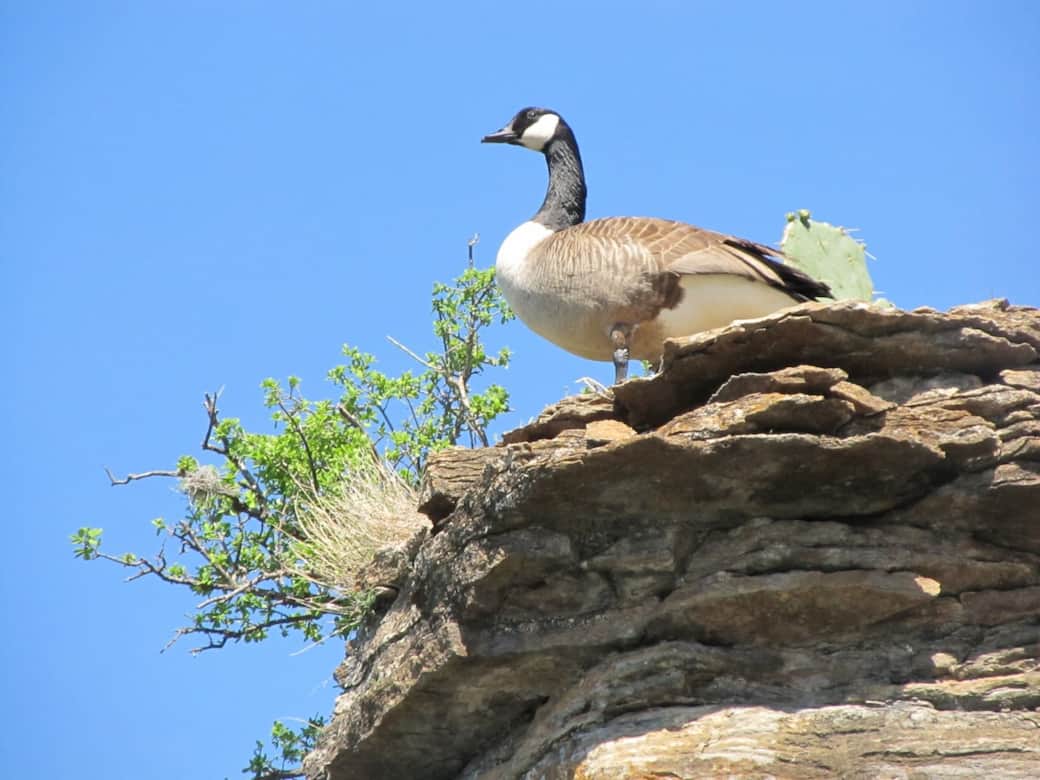 Geese, cranes, ducks, deer, vultures and turtles spotted daily on or from property. Geese families with new babies are daily visitors.  