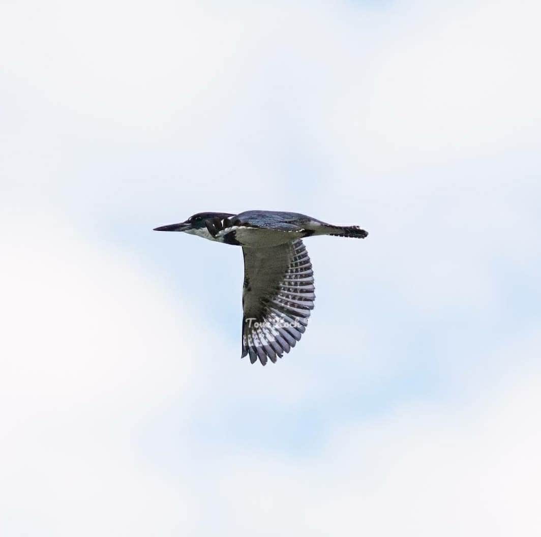 "Kingfisher"