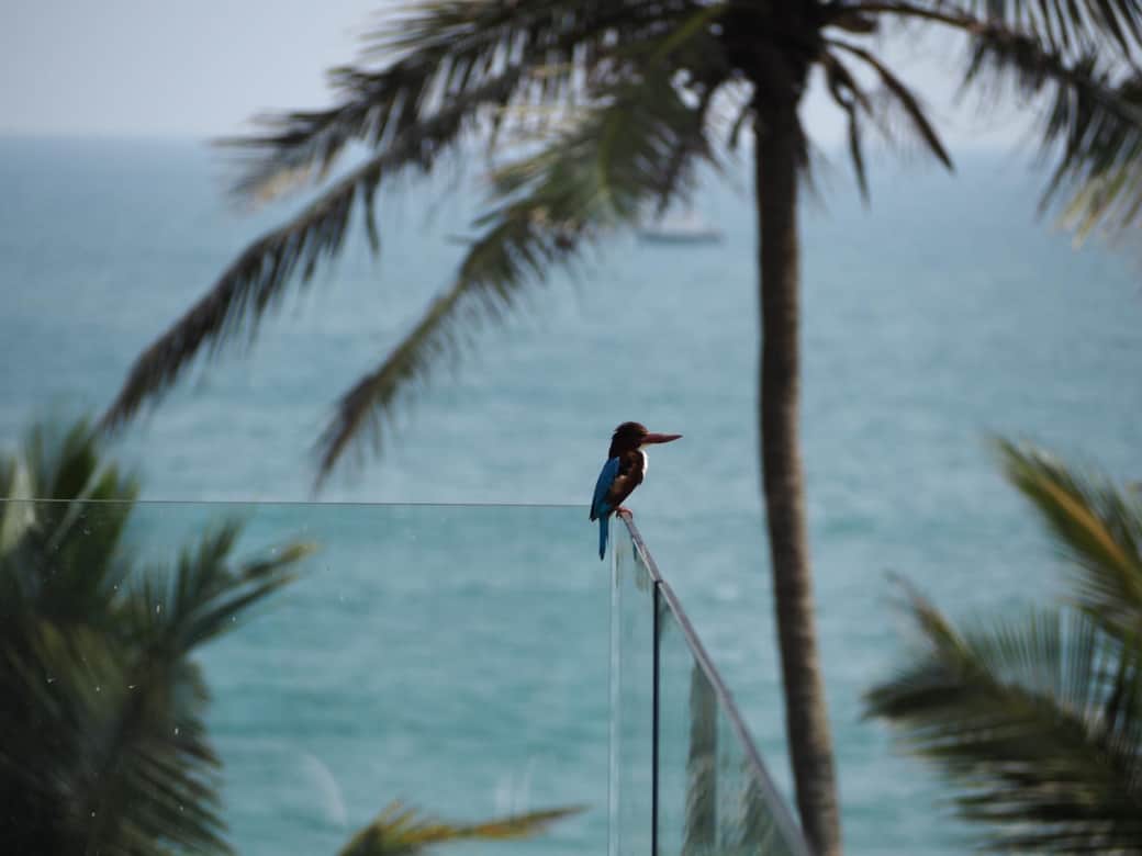 Kingfisher