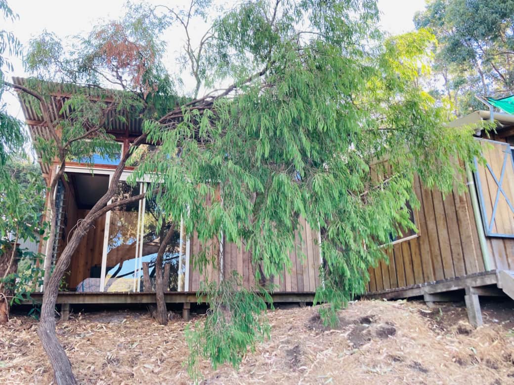 The shack amongst the trees