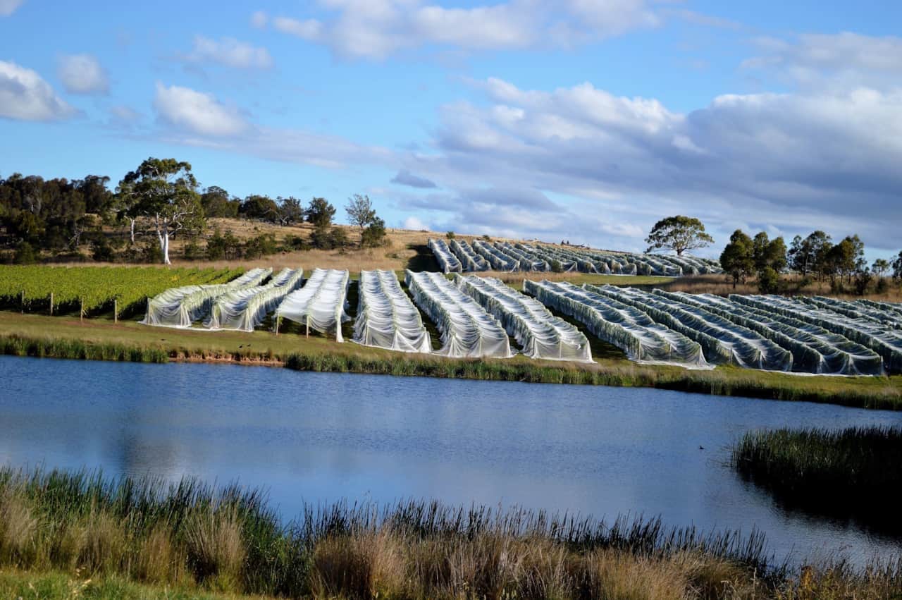 Milton Vineyards