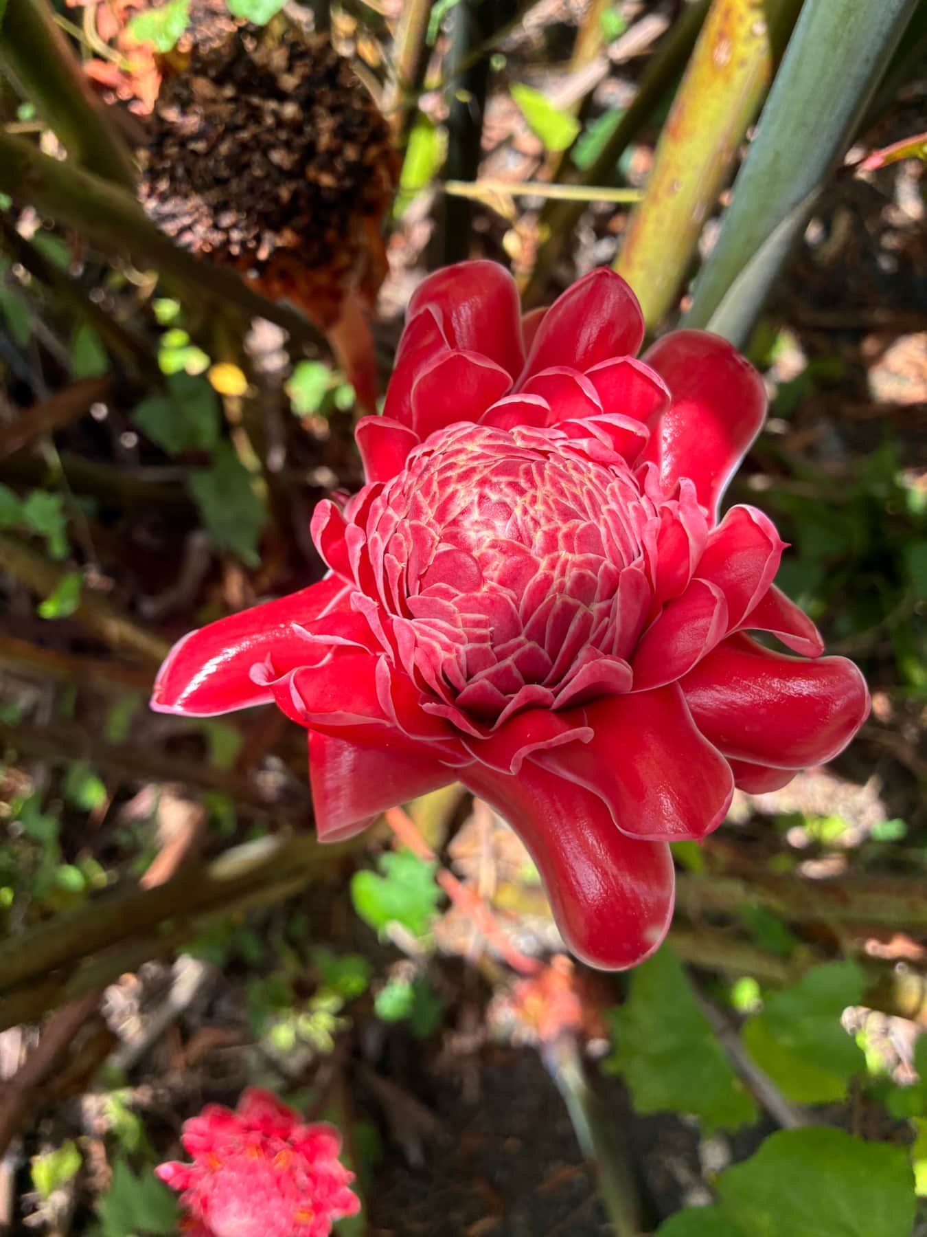Rose de Porcelaine