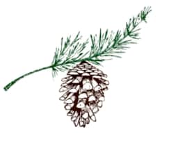 Pine Cone Lodge